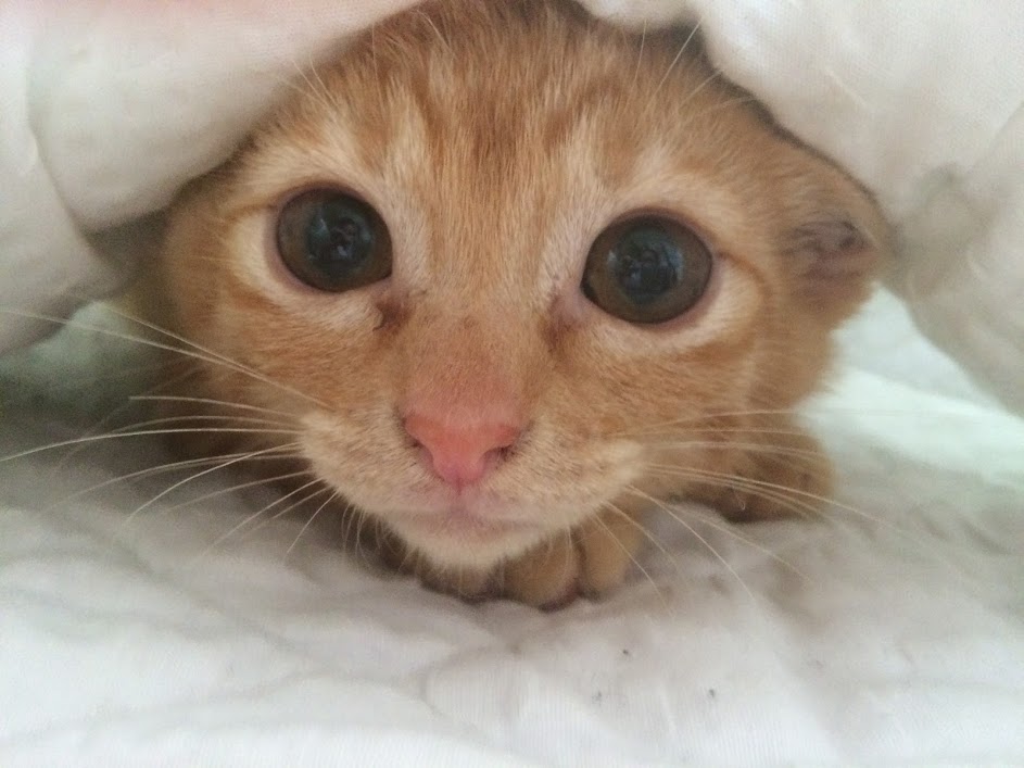 天職の見つけ方　NO.1