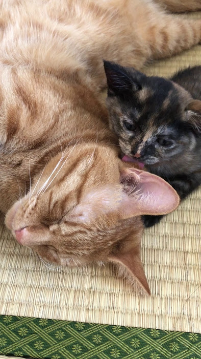 魂の資質とは
