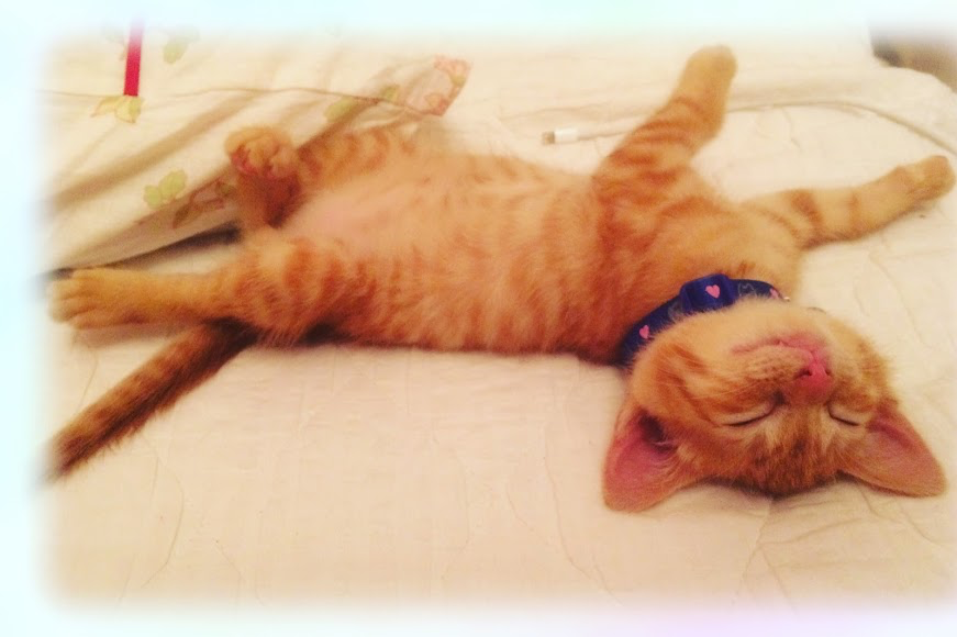 インスタグラム始めました♫